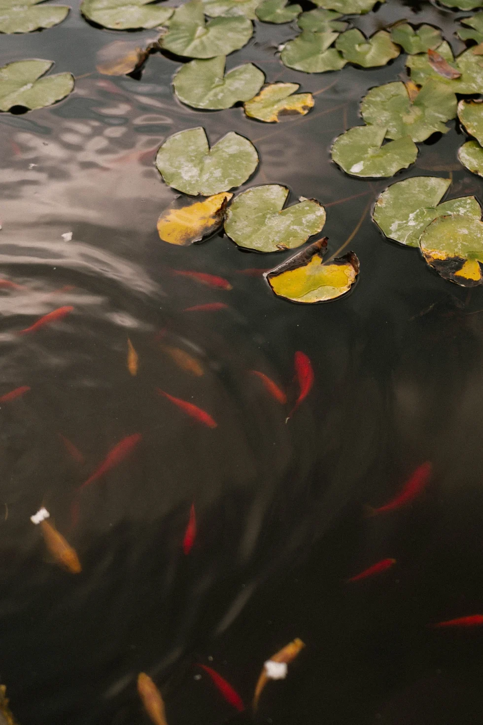 Koi and water lilies in the garden pond of Palazzo di Bagnaia